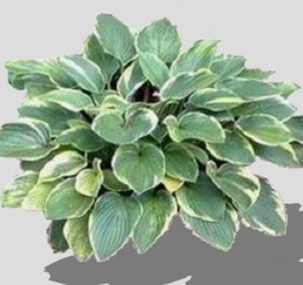 多年生观叶植物SU模型下载_sketchup草图大师SKP模型