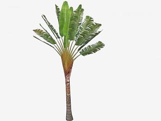 3D棕榈科<em>乔木植物</em>SU模型下载_sketchup草图大师SKP模型