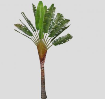 3D棕榈科乔木植物SU模型下载_sketchup草图大师SKP模型