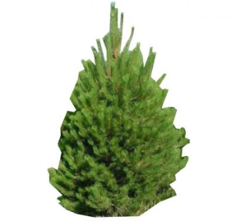 2D常绿植物SU模型下载_sketchup草图大师SKP模型