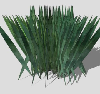 简易观赏草植物SU模型下载_sketchup草图大师SKP模型