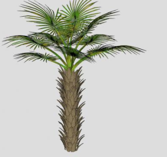 华盛顿棕植物SU模型下载_sketchup草图大师SKP模型