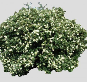 白色花朵灌木植物SU模型下载_sketchup草图大师SKP模型