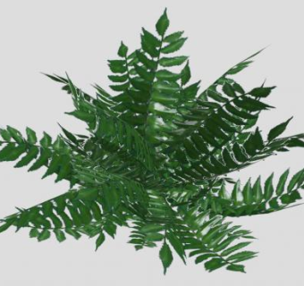 观赏观叶植物SU模型下载_sketchup草图大师SKP模型
