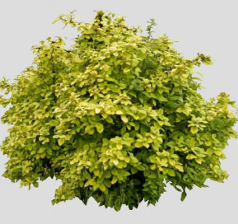 荚莲属的植物马缨丹SU模型下载_sketchup草图大师SKP模型