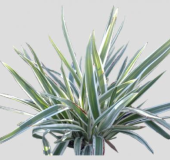 斑叶草植物SU模型下载_sketchup草图大师SKP模型