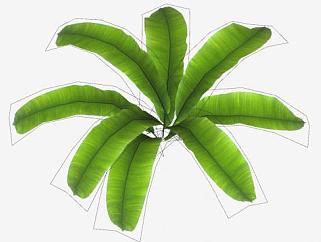 观赏绿色植物SU模型下载_sketchup草图大师SKP模型