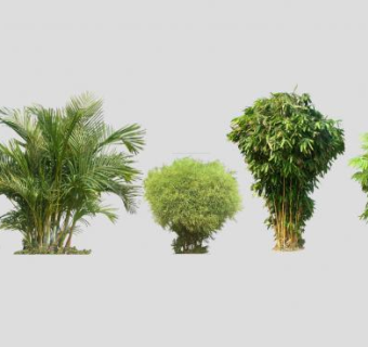 木本开花植物属SU模型下载_sketchup草图大师SKP模型