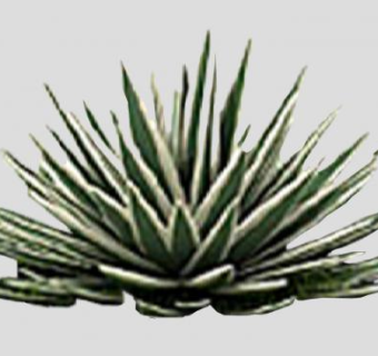 粗糙纹理植物草图SU模型下载_sketchup草图大师SKP模型