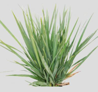 桔梗兰属草本植物SU模型下载_sketchup草图大师SKP模型