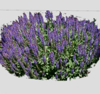 草地鼠尾草植物SU模型下载_sketchup草图大师SKP模型