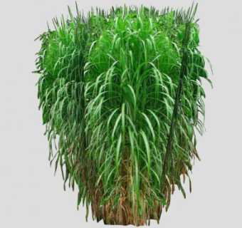 奇岗多年生草本植物SU模型下载_sketchup草图大师SKP模型