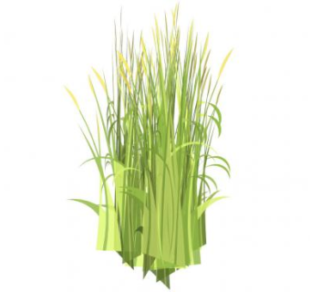 观赏草禾本科植物SU模型下载_sketchup草图大师SKP模型