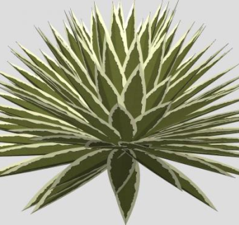 龙舌兰属植物SU模型下载_sketchup草图大师SKP模型