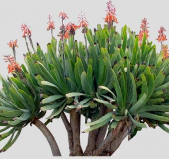 沉香属乔木植物SU模型下载_sketchup草图大师SKP模型