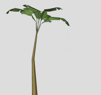 棕榈科常绿植物SU模型下载_sketchup草图大师SKP模型