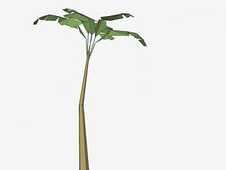 棕榈科常绿植物SU模型下载_sketchup草图大师SKP模型