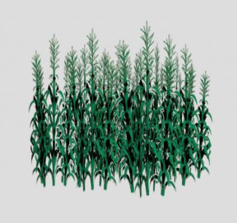 玉米草本植物玉米地SU模型下载_sketchup草图大师SKP模型