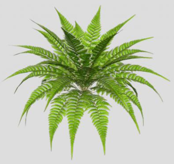 羊齿蕨类植物SU模型下载_sketchup草图大师SKP模型