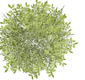 常绿植物灌木SU模型下载_sketchup草图大师SKP模型