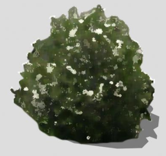 紫檀灌木植物SU模型下载_sketchup草图大师SKP模型