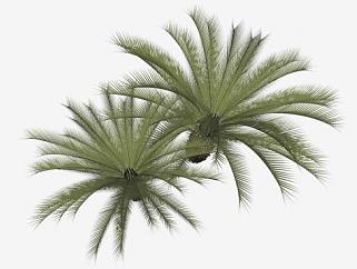 棕榈乔木<em>花园植物</em>SU模型下载_sketchup草图大师SKP模型
