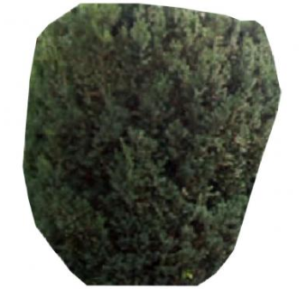 红豆杉植物平面图片SU模型下载_sketchup草图大师SKP模型