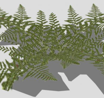 丛蕨类植物SU模型下载_sketchup草图大师SKP模型