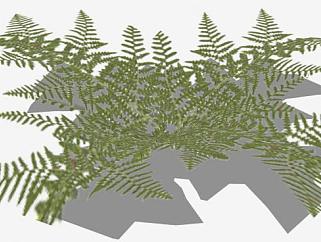 丛蕨类植物SU模型下载_sketchup草图大师SKP模型