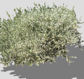 2D灌木植物图片SU模型下载_sketchup草图大师SKP模型
