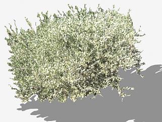 2D灌木植物<em>图片</em>SU模型下载_sketchup草图大师SKP模型