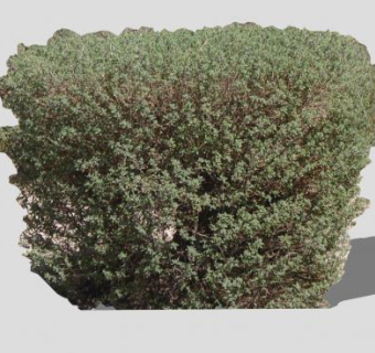 小灌木植物SU模型下载_sketchup草图大师SKP模型