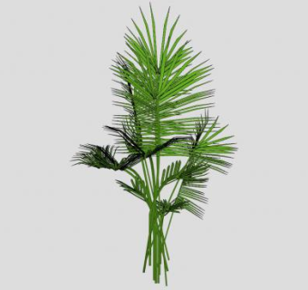 棕榈树常绿乔木SU模型下载_sketchup草图大师SKP模型