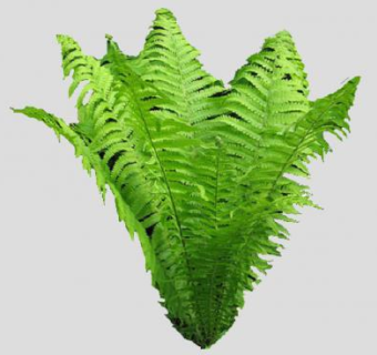 2D平面蕨类植物SU模型下载_sketchup草图大师SKP模型