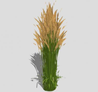 禾本植物SU模型下载_sketchup草图大师SKP模型