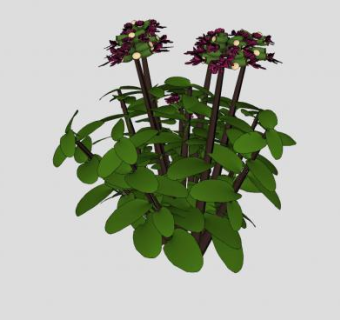 百里香半灌木植物SU模型下载_sketchup草图大师SKP模型