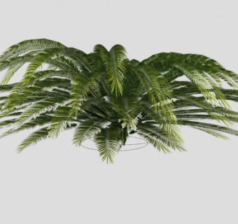常绿蕨类植物SU模型下载_sketchup草图大师SKP模型