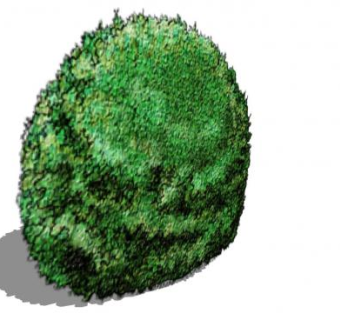 2D平面植物SU模型下载_sketchup草图大师SKP模型