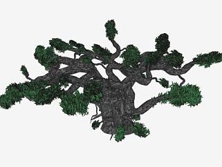 3D盆景黑<em>橄榄树</em>SU模型下载_sketchup草图大师SKP模型