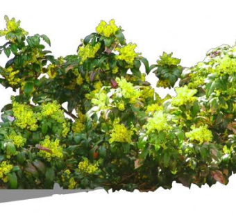 灌木属植物SU模型下载_sketchup草图大师SKP模型