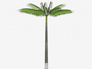 热带植物<em>棕榈树</em>SU模型下载_sketchup草图大师SKP模型