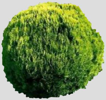 2D平面常绿植物SU模型下载_sketchup草图大师SKP模型