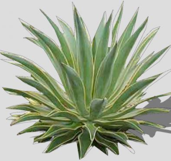 多年生肉质草本龙舌兰植物SU模型下载_sketchup草图大师SKP模型