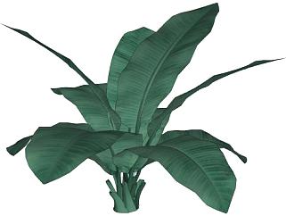香蕉树巨型草本植物SU模型下载_sketchup草图大师SKP模型