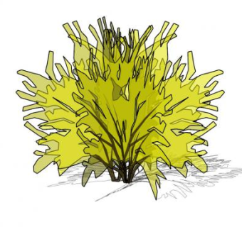 连翘落叶灌木植物SU模型下载_sketchup草图大师SKP模型
