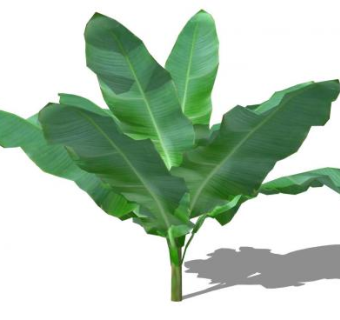 香蕉树巨型草本SU模型下载_sketchup草图大师SKP模型