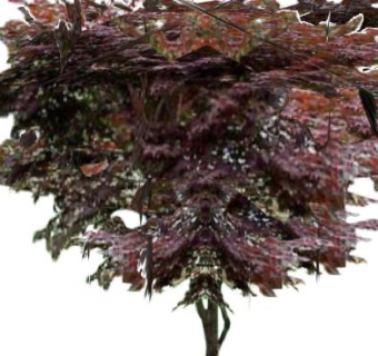 日本红枫植物SU模型下载_sketchup草图大师SKP模型