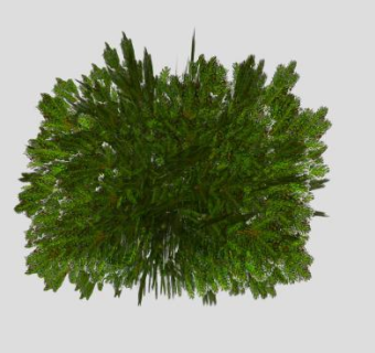 杜松植物SU模型下载_sketchup草图大师SKP模型