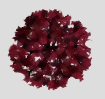 鸡爪槭的红枫叶片SU模型下载_sketchup草图大师SKP模型