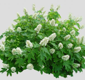 白色绣球花开花灌木SU模型下载_sketchup草图大师SKP模型